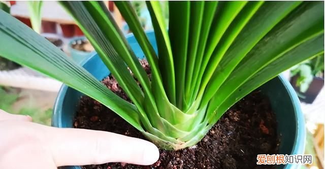 成年君子兰进入11月份要怎么养护