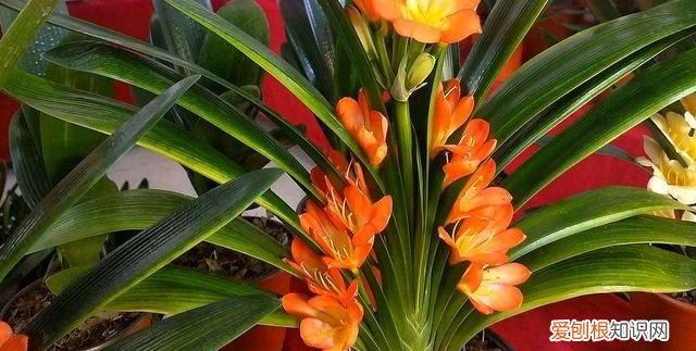 成年君子兰进入11月份要怎么养护