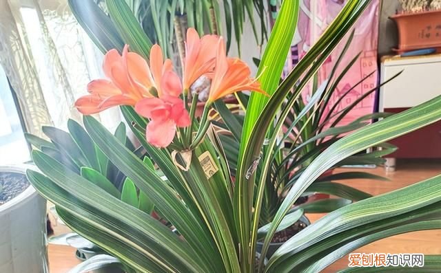 成年君子兰进入11月份要怎么养护