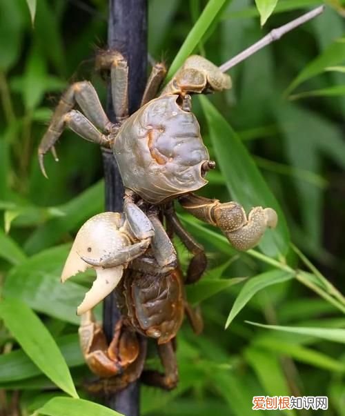 蛸蜞和螃蜞的区别，螃蜞和蛸蜞有何区别