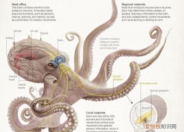 八爪鱼的哪些部位不能吃,八爪鱼脑袋里的绿色东西能吃