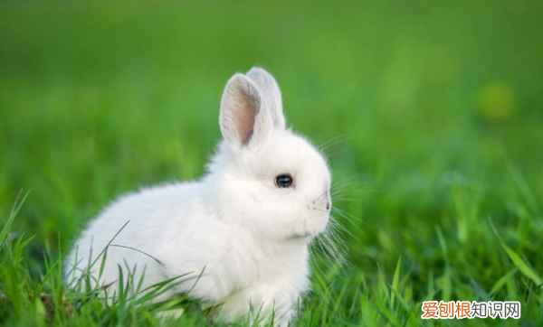 小兔子手工制作方法,兔子怎么做手工制作纸