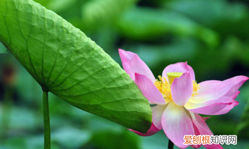 青蛙跳过来告诉我什么，青蛙跳到碧绿的荷叶上告诉我什么