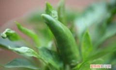 朝天椒，朝天椒种子怎么种