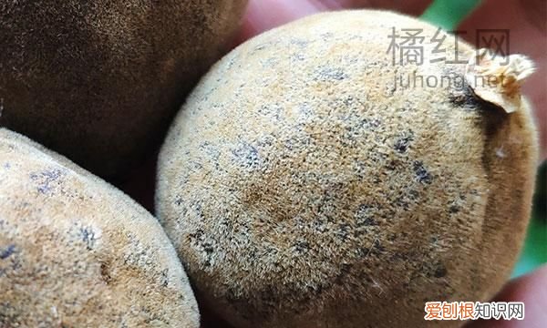 化橘红上火还是降火