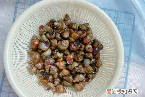 7月份螺蛳可以吃么，十月份的螺丝能吃吗