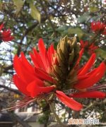 云南是中国什么植物特有属的富集区