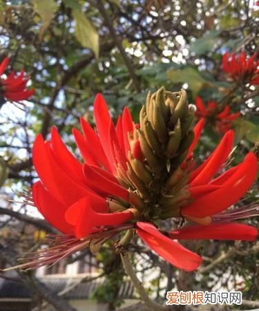 云南是中国什么植物特有属的富集区