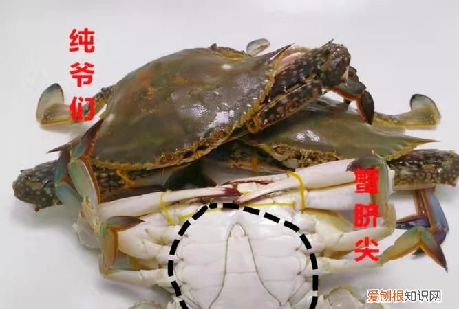 三角蟹是母蟹,三角蟹是公蟹还是母蟹