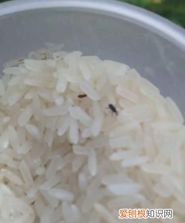 米里有黑虫子怎么处理,米里面的虫子是什么颜色的什么样子的