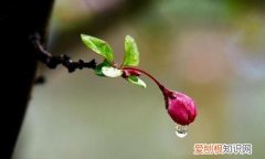 润物细无声是什么意思，随风潜入夜润物细无声是什么意思