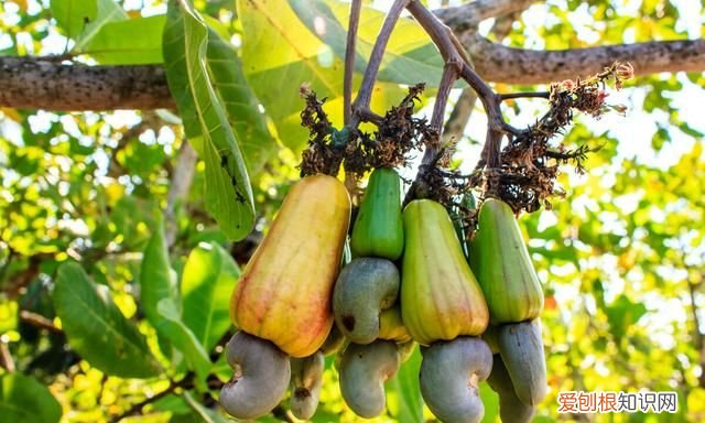 每日一问腰果其实是有毒的