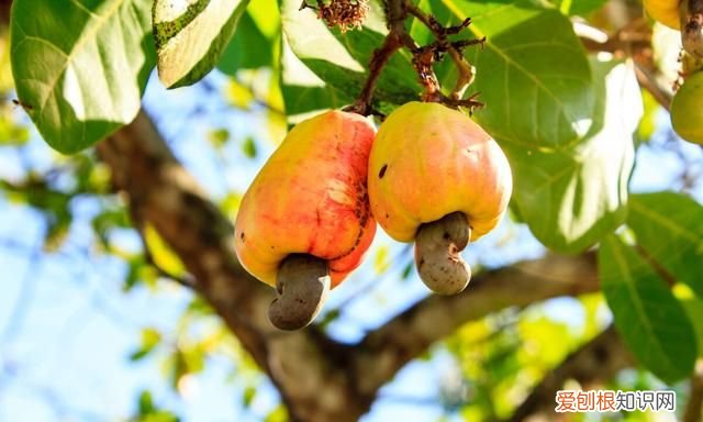 每日一问腰果其实是有毒的