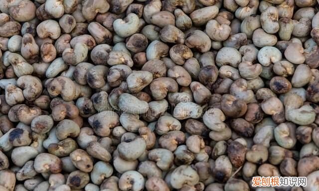 每日一问腰果其实是有毒的