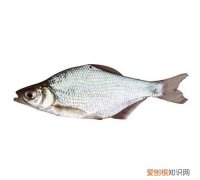 柳叶鳊和鳊鱼有区别吗