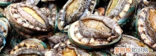 死掉的鲍鱼还可以吃吗