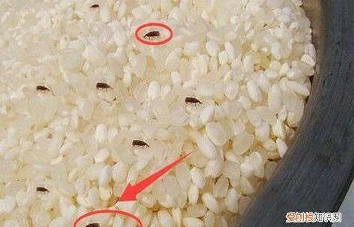 米出虫了还能吃不,米豆都长虫了还能吃