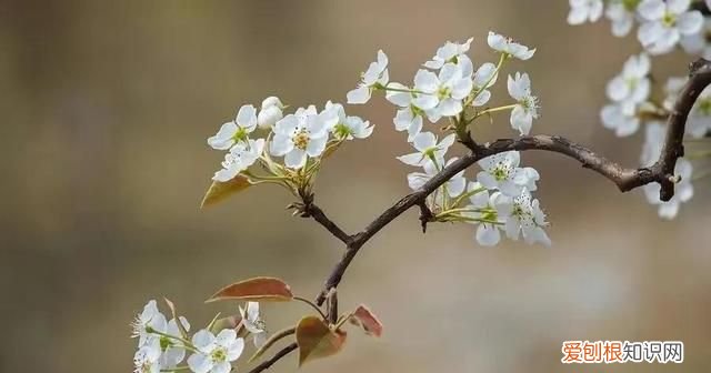 有关春天的优美句子文案