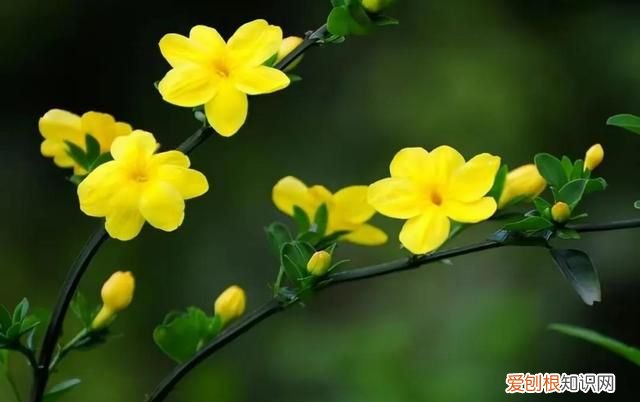 有关春天的优美句子文案