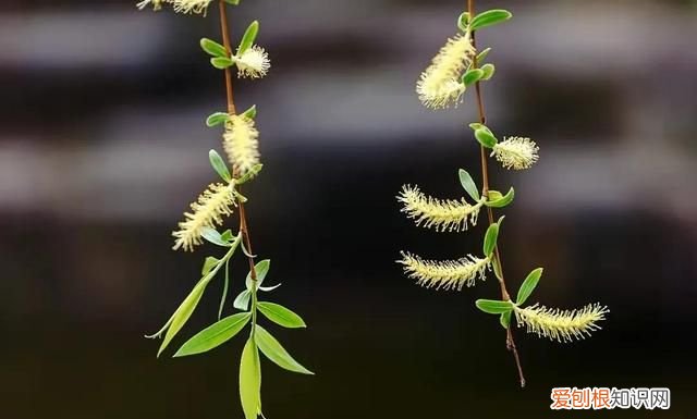 有关春天的优美句子文案