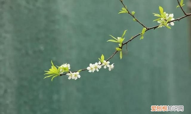 有关春天的优美句子文案