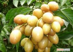 黄皮籽能吃吗，黄皮苦瓜里面长了小红果能吃