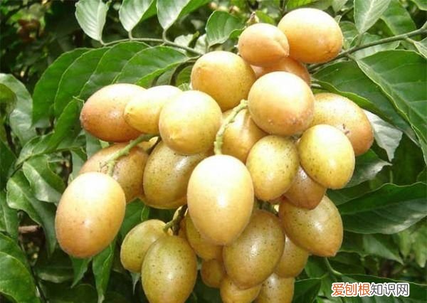 黄皮籽能吃吗，黄皮苦瓜里面长了小红果能吃