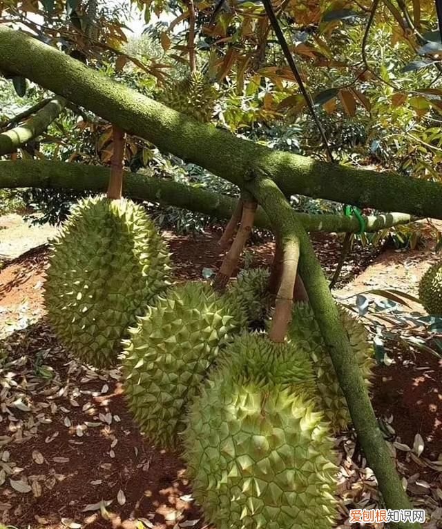 芒果核仁黑了还能吃吗，芒果的核为什么是扁的