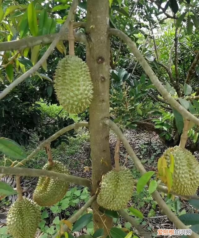 芒果核仁黑了还能吃吗，芒果的核为什么是扁的