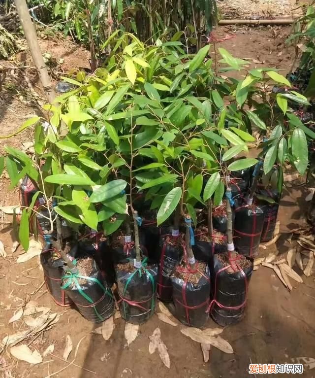 芒果核仁黑了还能吃吗，芒果的核为什么是扁的