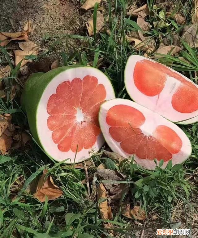 芒果核仁黑了还能吃吗，芒果的核为什么是扁的