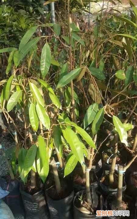 芒果核仁黑了还能吃吗，芒果的核为什么是扁的