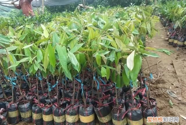 芒果核仁黑了还能吃吗，芒果的核为什么是扁的