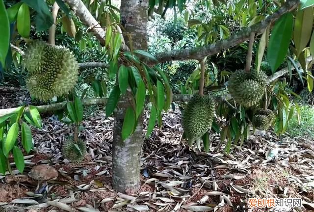 芒果核仁黑了还能吃吗，芒果的核为什么是扁的