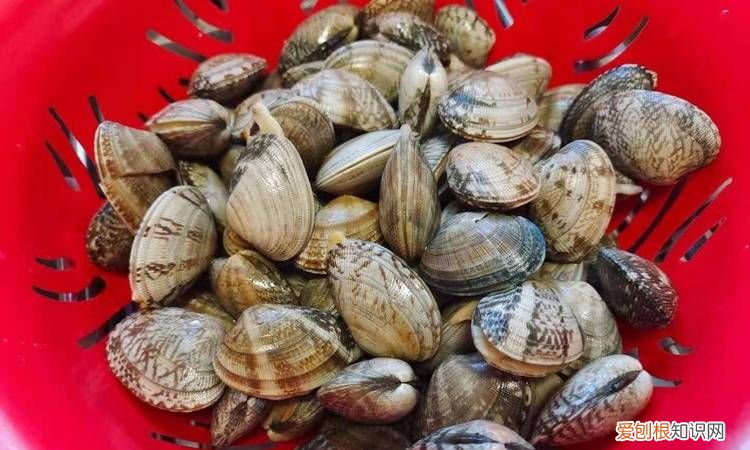 怎么看出花甲是否死了，今天花甲容易死是什么原因