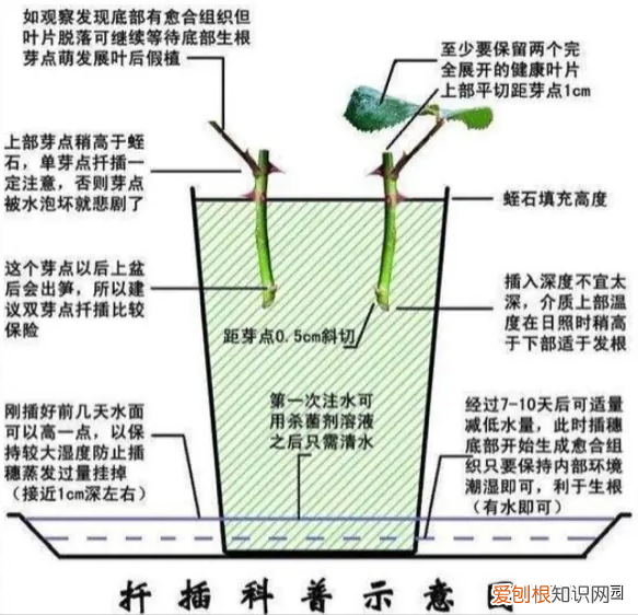 玫瑰花苗种植方法
