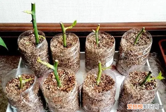 玫瑰花苗种植方法