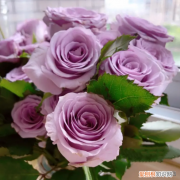 玫瑰花苗种植方法