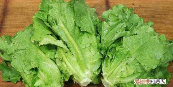 生菜种植方法全过程，生菜从播种到收获需要多久