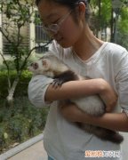 雪貂多少钱一只宠物