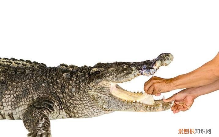 鲶鱼有舌头，鳄鱼有舌头吗