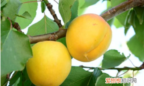 北戴河杏梅是不是黄桃