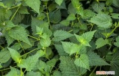 木姜菜是不是藿香