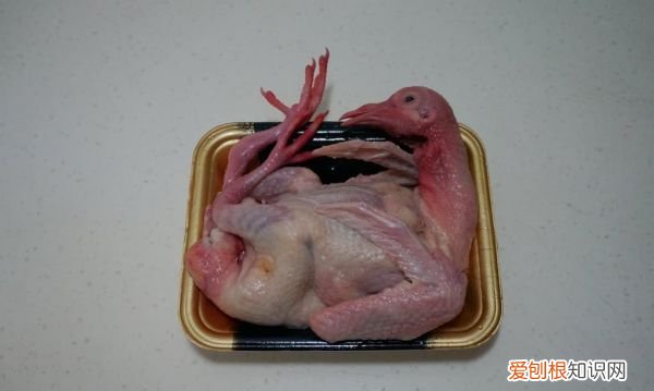 鸽子汤做法，滋补鸽子汤的做法