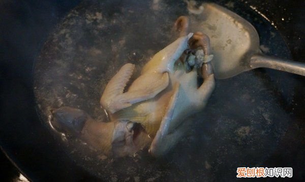 鸽子汤做法，滋补鸽子汤的做法