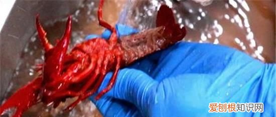 小龙虾的虾黄到底能不能食用