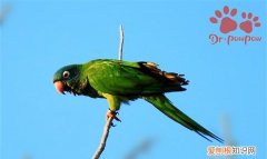 什么鹦鹉会说话，排名前10最会说话鹦鹉