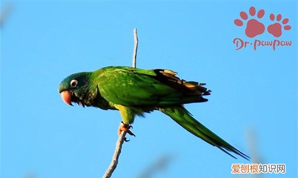 什么鹦鹉会说话,排名前10最会说话鹦鹉