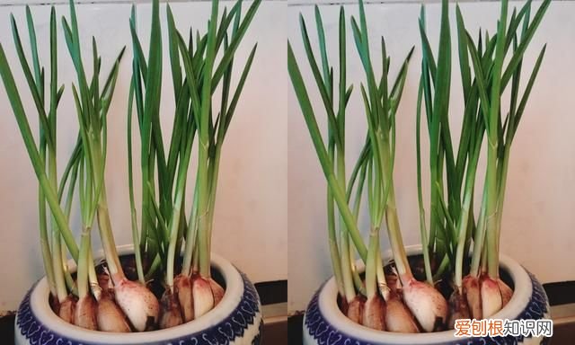 饮料瓶种青菜教程 饮料瓶可以二次种青菜吗