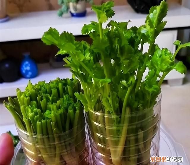 饮料瓶种青菜教程 饮料瓶可以二次种青菜吗
